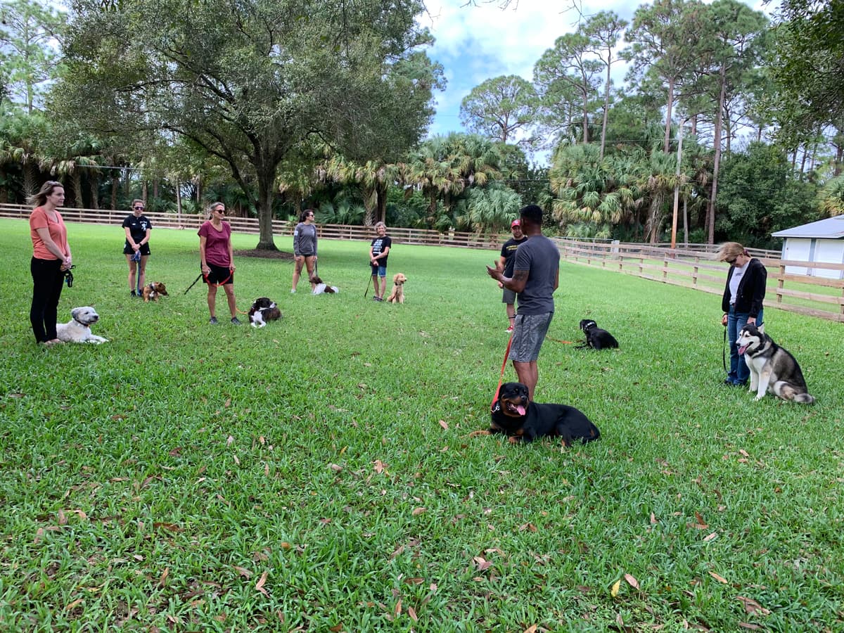 Dog trainer working with a dog
